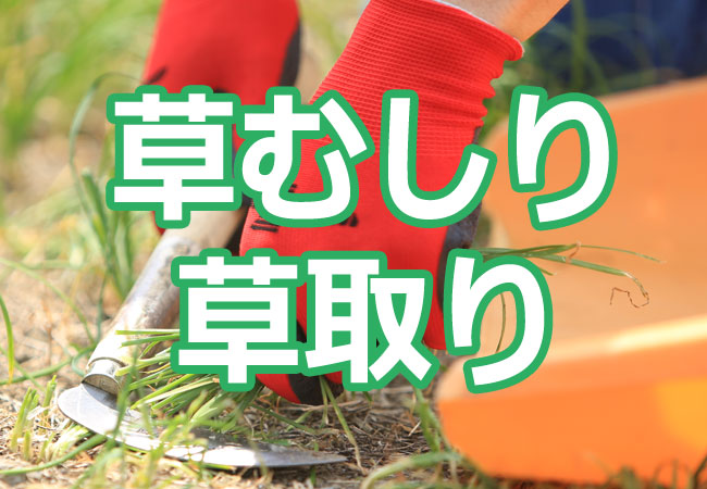 草むしり・草取り
